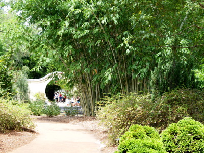 [A paved walkway leads to an arch. On one side of the path are bamboo shoots upwards of 20 feet tall. There is also lower-level vegetation along the path before the bamboo.]