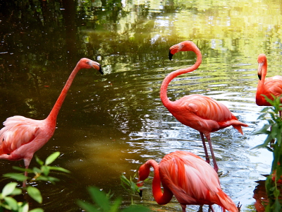 [Two of the four flamingos face off with each other. The one on the left has its neck completely straight as it leans toward one near it. The other one has its neck in an ess-shape. The flamingos are shades of light and dark pink. Their curved bills are white and pink with a black section on the tip.]