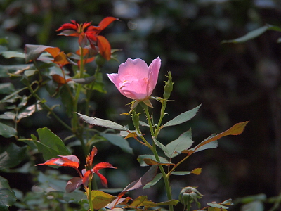 [A pink bloom of the non-traditional cup-style roses. There are green leaves and the red leaves of new growth nearby.]