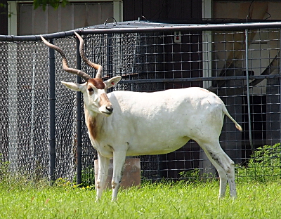 [Deer-like animal with long twisted horns rising several feet from its head. It's hide is white with a few brown splotches on its head, nose, and throat area.]