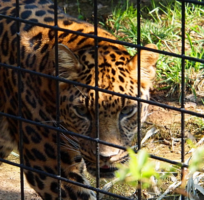 [Face and part of back and front leg of leopard as seen through the gridded caged area.]