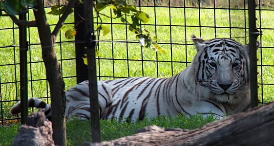 [White tiger lying in the grass near the edge of the caged enclosure.]