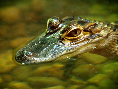 [Close up of the head of a small (about 3 foot long) alligator with its eye's open.]