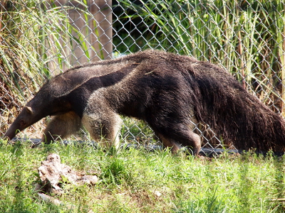 [Furry animal with a long, hose-like nose and a very long-haired tail walking on the grass. It fur has some variegated stripes on it.]