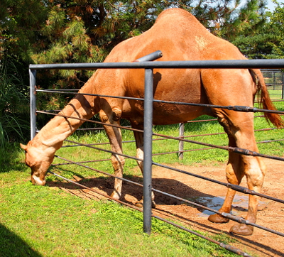 [One hump camel has its head through the face eating the grass outside the enclosed area. Mostly dirt in the enclosed area.]