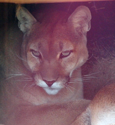 [Close up of the face of one of the two cougars I saw in the enclosure. It's long, white whiskers are clearly visible.]