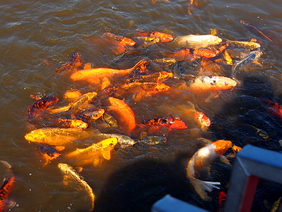 [Many orange, yellow, and red fish each about a foot long are stacked atop each other in the water near the underside of the bridge.]