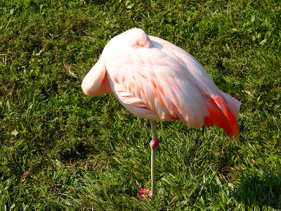 [Flamingo standing on one leg in the grass with its head tucked into its feathers. However, it's eye is above the feather line.]