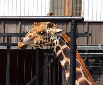 [The head and upper part of the neck are visible near the bars of the feeding trough. The spot pattern from the neck continues only on part of the face as the area around the eye is solid color.]