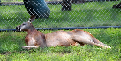 [Kangaroo resembles a very long-bodied dog lying in the grass. Its hind legs are out to the side and not under it like a dog would do.]