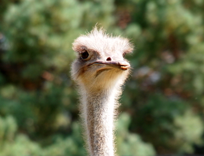 [Close up of the head/face showing the fur along the neck and head.]