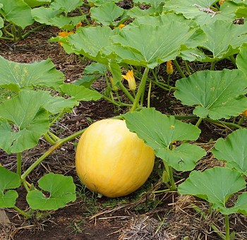 [Almost pumpkin-like (size and shape) yellow squash amid green vines.]