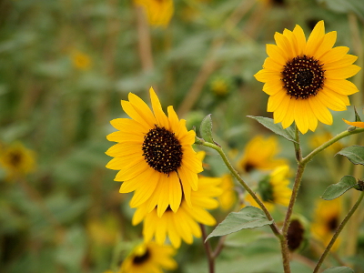 [Two sunflowers each approximately 3 inches across.]