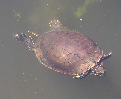 [Turtle with all legs outstreched as it swims in the water.]