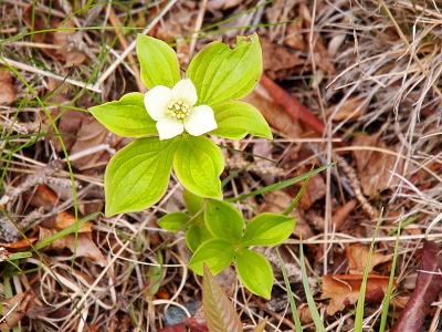 [Looking down at a four-petal white bloom with large yellow stamen. The bloom is framed by five leaves at the next level down to the ground. Another branch of smaller leaves is visible next to the ground, but it does not yet have evidence of a flower.]