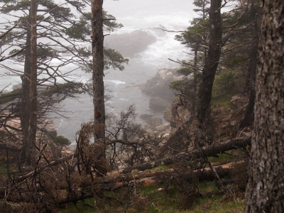 [Tree trunks visible in foreground with misty rocks and water in background.]