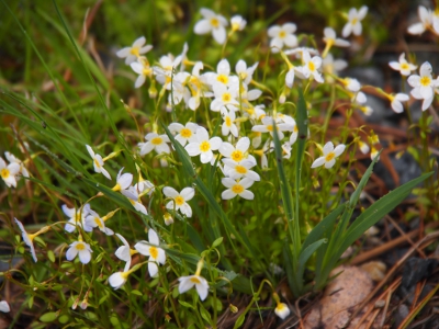 [Small, four-petaled ground flower with yellow center and white or lilac petals growing amid the grass.]