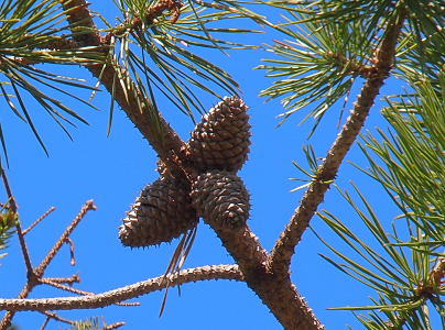 [A group of three cones attached directly to a main branch of an evergreen with very long needles.]