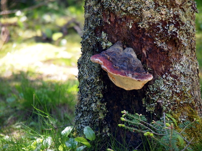 [What looks like a large clam shell stuck to the trunk of a tree about a foot off the ground. Inside is white and outside is shades of red and purple.]