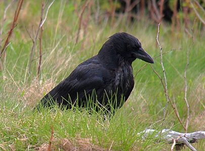 [All black bird (including the beak) standing in the grass.]