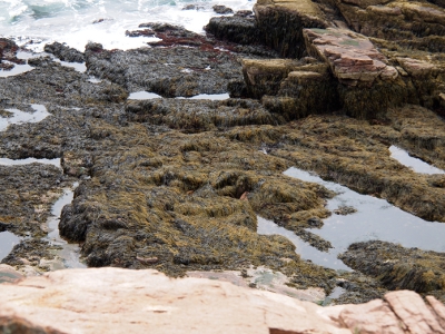 [Dark, carpet-like growth on rocks just above the waterline.]