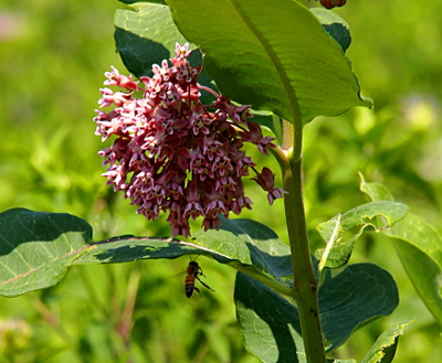 [A bee flies upward to a large field plant with a huge multi-blossomed flower drooping downward.]