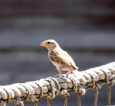 [Small brown bird with large, conical beak standing atop the rope handrail leading to the restaurant.]