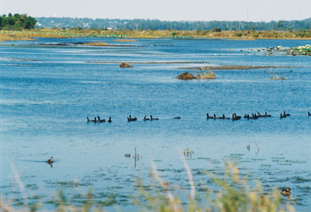 [In the midst of a huge expanse of water are over 20 black waterfowl with white beaks. The water is probably not deep because there are numerous clumps of vegetation sticking out of the water.]