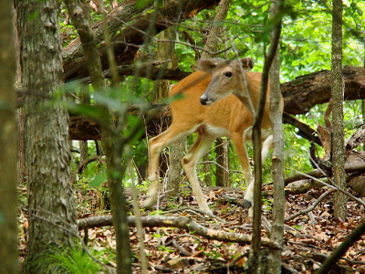 [Somewhat skinny deer (ribs can be seen through the fur) looking at the came through the trees.]