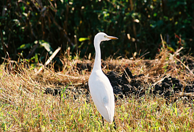 [All white bird with a long yellow pointed bill stands in the grass with its back to the camera and its head turned to the right.]