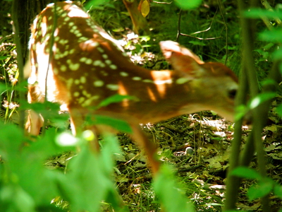 [Very close up image of the body and most of the head of a heavily spotted youngster.]