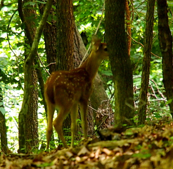 [This youngster is somewhat larger and its spots are a little less defined. This image is taken from the backside of the animal and part of the head is hidden behind a tree.]