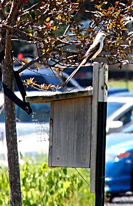 [Light-colored bird with dark wings and tail perched atop a bird-feeder near a tree.]