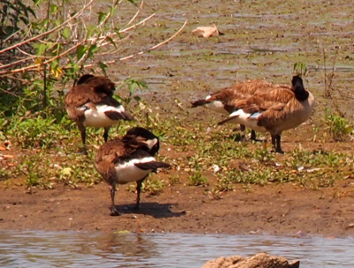 [Four geese at the water's edge with their heads tucked back into their feathers. Two geese have their back ends facing the camer highlighting the brown feathers tailfeathers sticking out of the snowy white rump.]