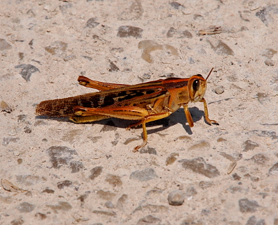 [Very closeup image of a brown grasshopper sitting on sandy, stony path.]