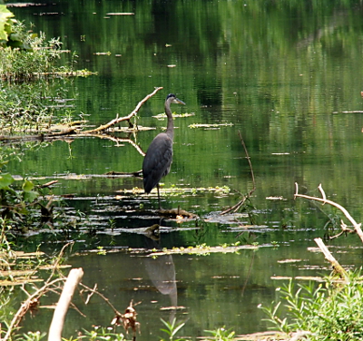 [A heron standing on a branch in the water as it stares at something across the water.]