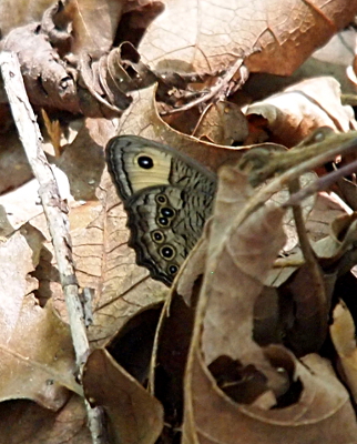 [Amid the brown, curled leaves on the ground is the wing of a buff-colored butterfly with many dots lining the wing. The dots are ringed similar to a bulls-eye with a tiny white center, a much bigger black ring, then a buff ring, then the black outline of a ring. The lower edges of the wing are scalloped.]