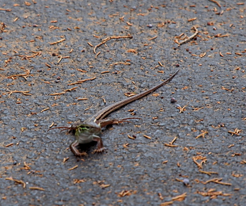 [Small lizard-like critter with a tail more than a foot longer than its body. This critter has a dark stripe with two light-colored ones on either side running from its eyes to the tip of its tail. It's on the pavement among the dried pine needles.]