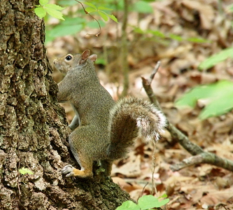 [Squirrel at the base of a tree in the process of making his move to hide from the human photographer.]