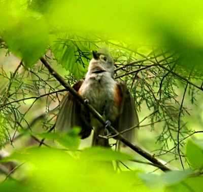 [ A small bird from the underside framed by unfocused leaves. The bird has a grey belly with red under its wings which are slightly outstretched.]