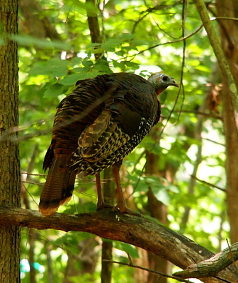 [ Wild turkey standing on a thick branch of a fallen tree.]