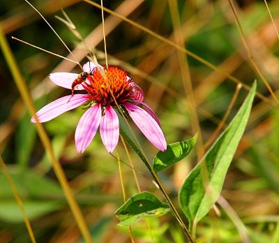 [A small wasp picking at the center of a purple petaled flower with an orange-red large center.]