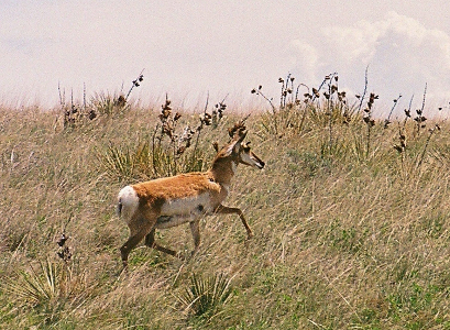 [Antelope dashing through the fields.]