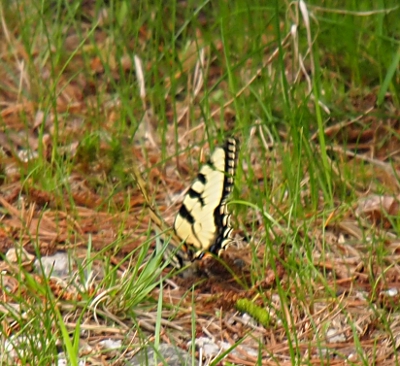 [Image of mainly one wing of a fairly large, yellow with black markings butterfly.]