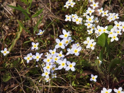 [Several dozen of the 4-petal white flowers which have a bluish tinge and yellow centers.]