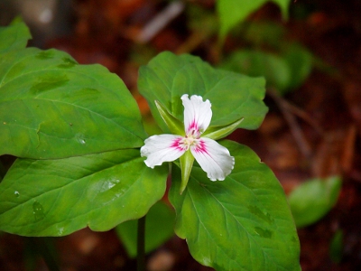 [Three-petaled white flower with purple near the center of the petals. In between each of the 