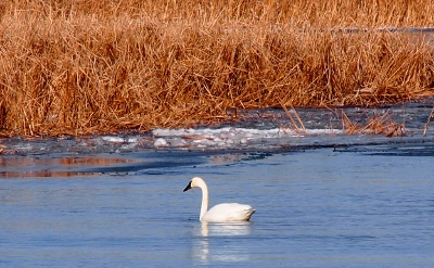 [All white swan with a black beak swimming in the water near the marsh reeds. There is some ice near the reeds.]