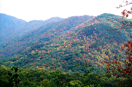 [Mountainside with scattered trees with red and yellow leaves.]