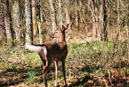 [White-tailed deer.]