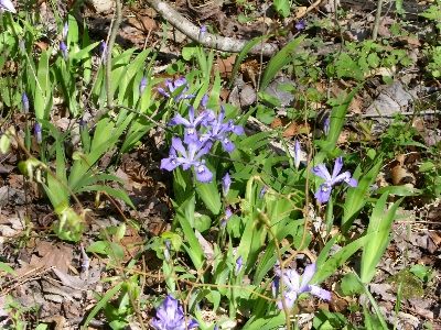 [Small purple irises at trailside.]